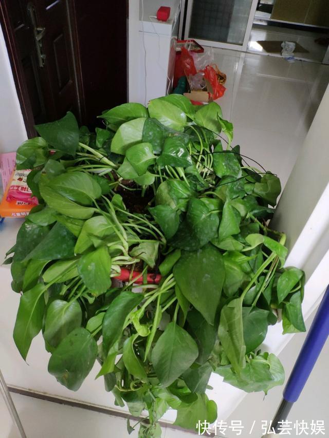 黄叶|绿萝、发财树蔫了别浇水,浇一盆死一盆,要这样救治