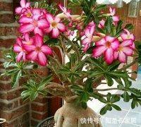 4种花要穷养,种在沙土中最好,花友:谁都能养活