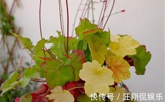 调色盘|1种花卉耐冻耐旱，被誉为“调色盘”，叶子就是五颜六色