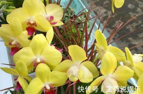 蝴蝶兰|蝴蝶兰开花后要如何养护管理,才能让它再次开花,甚至年年开花