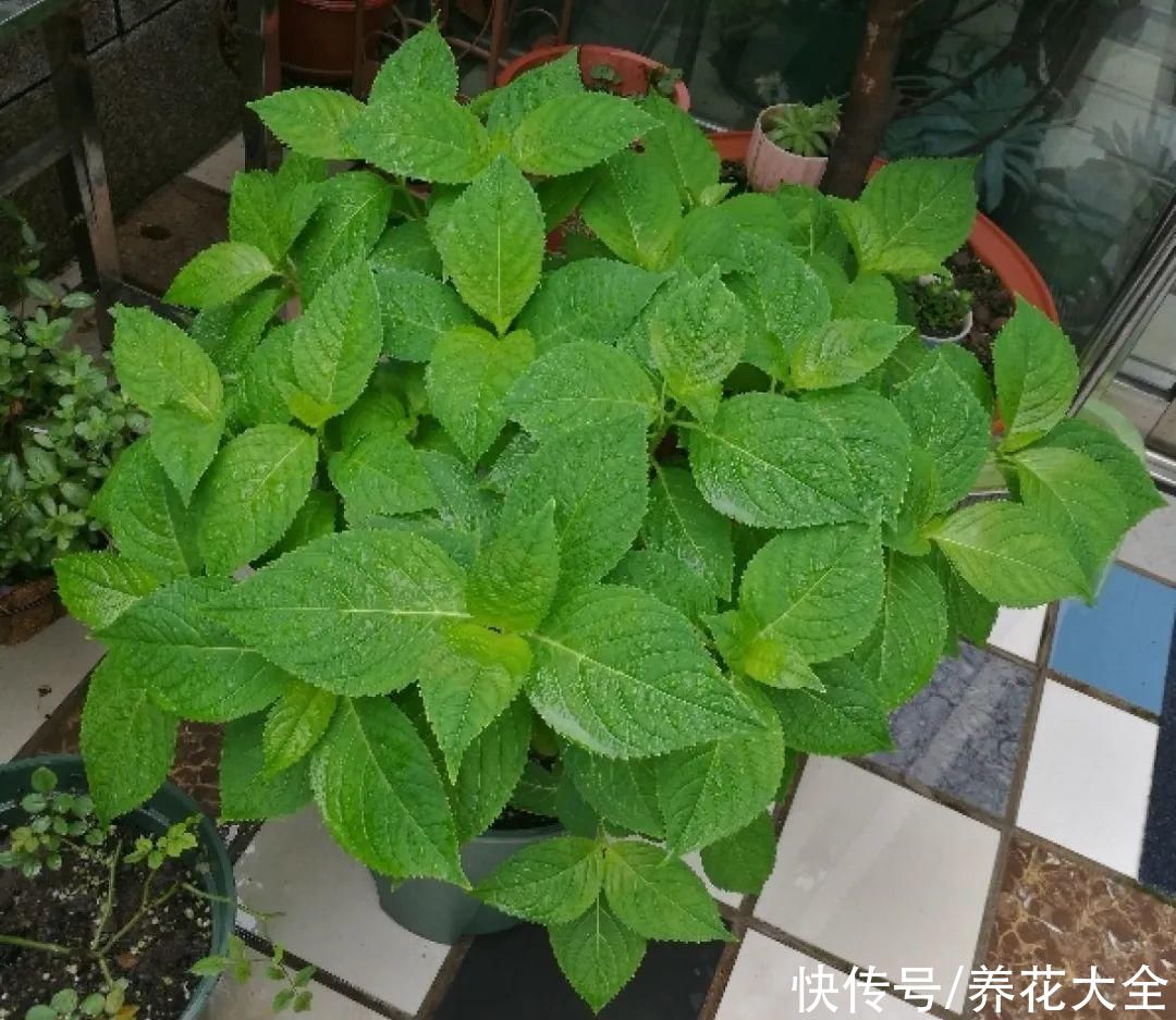 月季|8种花，现在快施肥，秋天开出满树花