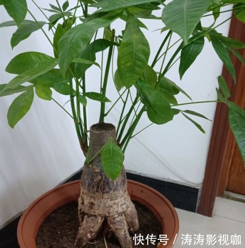 发财树|发财树黄叶萎蔫,做好这两步,不用一月就能缓过来!