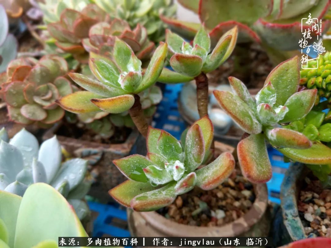 花月|多肉露养度夏,没遮阳没遮雨,有惊无险!