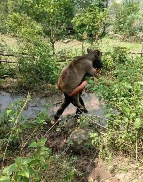 垂钓|钓不到鱼就扛走牛男子花千元水库钓鱼却空军，气愤下报复水库主