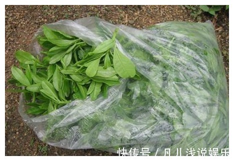 马齿笕|路边这种野菜，人称“土人参”，维C含量是菠菜30倍，夏天别错