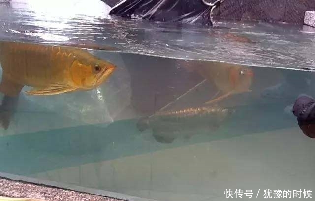 鱼缸和池还可以这样结合?只能说很有想法,有钱我也搞一个!