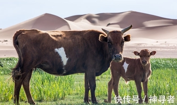 良缘|生肖鼠与谁在一起会走好运？若和3生肖缔结良缘，生活会苦尽甘来