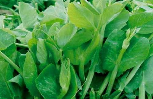 女性養生常吃三種食物，排毒養顏，調理腸胃，清理體內毒素