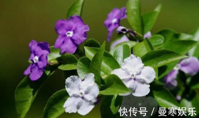 “小花”不起眼这3种“开花劳模”,适当养护,开花停不下!