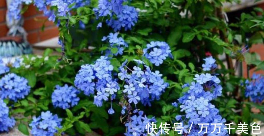鹤望兰|阳台采光差,建议你别养这10款花,长势差难开花,越养越生气