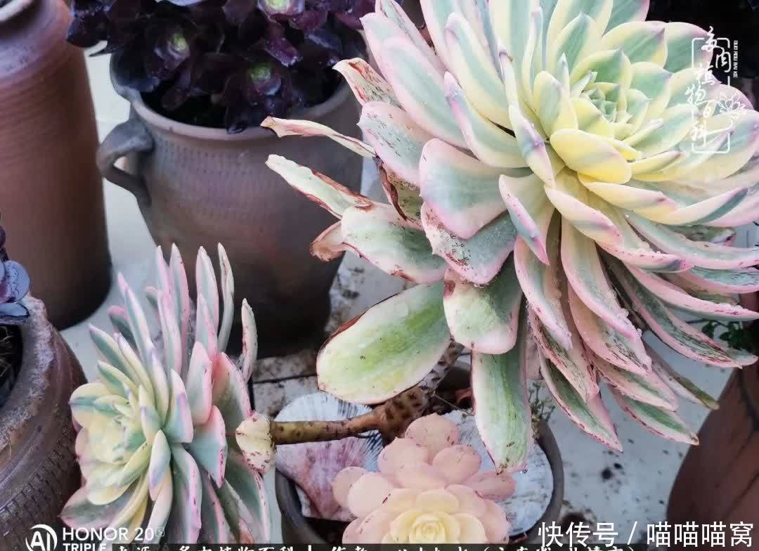 多肉|你是爱,是暖,是希望,你是人间四月天!