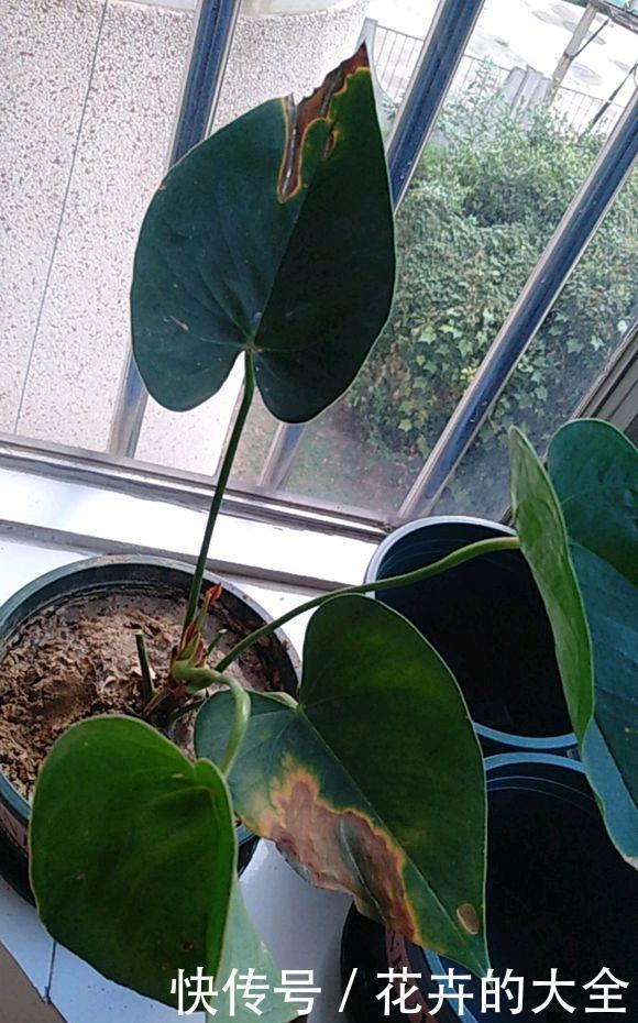 绿叶|红鹅掌养护好,绿叶出现焦边,开花数量少,老花农教你解决