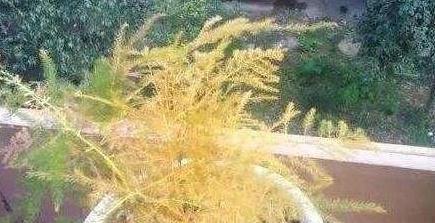 文竹黄叶不用急,换种方法养,几天恢复生机