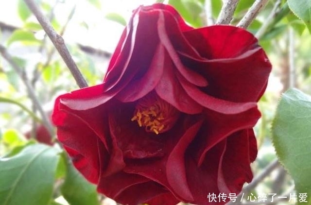 黑魔法|最艳丽的盆栽花卉,花型极大,生长旺盛,是茶花里的黑色皇后