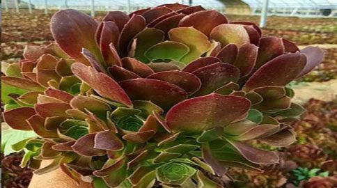 多肉|喜欢多肉试试这几款,好养易活颜值高,轻松开出美丽的花朵