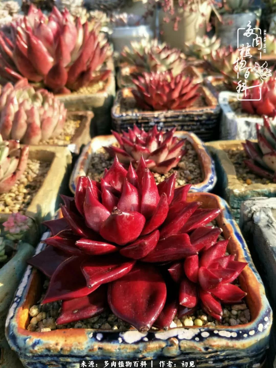 养多肉四周年,从初见到爱恋!幸福一直藏在浅薄的日子里!