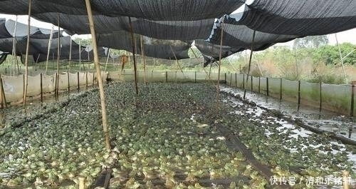 养殖|从入侵物种到大量养殖,它只用了3年,将它放生需面临50万罚款