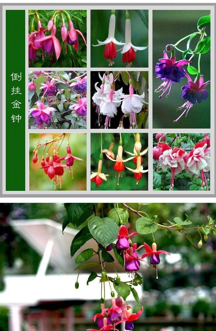 七种漂亮花，天生“不怕冷”，好养寓意好，喜欢别错过