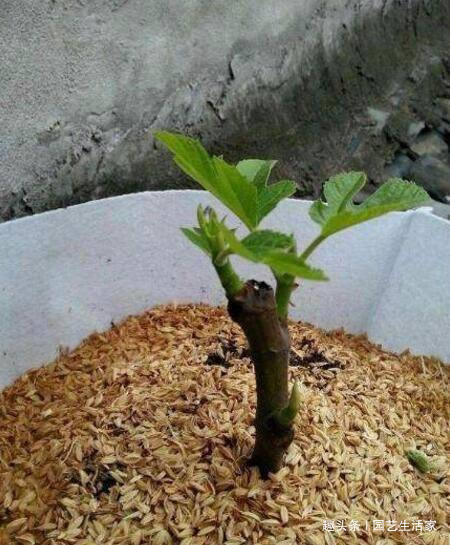 无花果|1种水果不用买,剪个枝条插土里就活,1年结果,常吃远离癌细胞