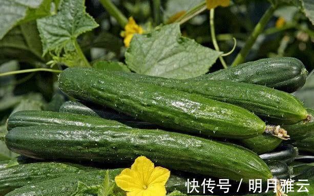 维生素c|尿酸高不要慌, 常吃这几种食物, 促进尿酸排泄, 痛风不来扰!