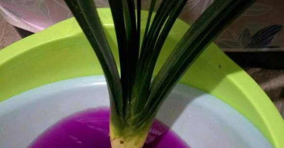 养花会用到这3种药,所以过期了也别丢弃