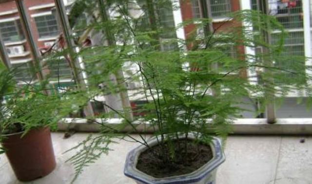 叶片|文竹有“四怕”，避开“它”，叶绿根壮，生机勃勃