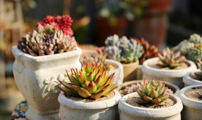 养花怎么换盆不出问题？记住这些“干货”，盆栽长得好