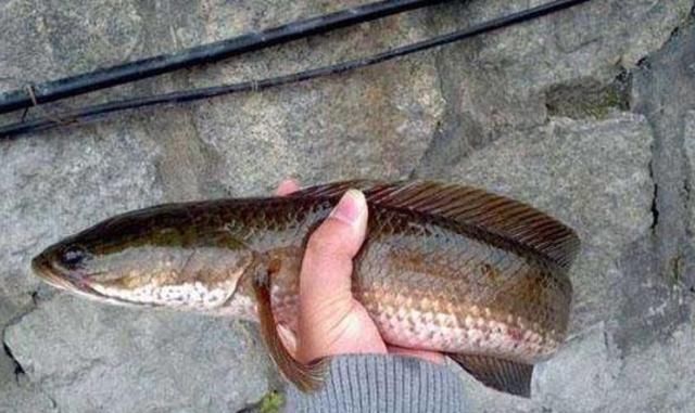 粗暴|说了别不信,这套诱钓黑鱼的手段,简单又粗暴,老钓手连连称赞