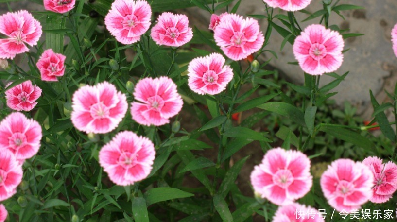 花色|石竹,是很好的观赏花卉,好看又能净化空气,花色艳丽!