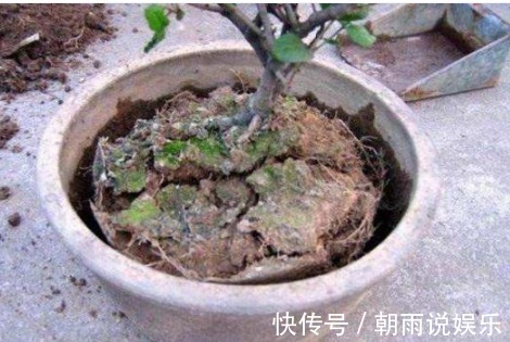 烂根|盆土板结,请不要“浇水”!浇完就烂根,你只需一技巧,轻松逆转