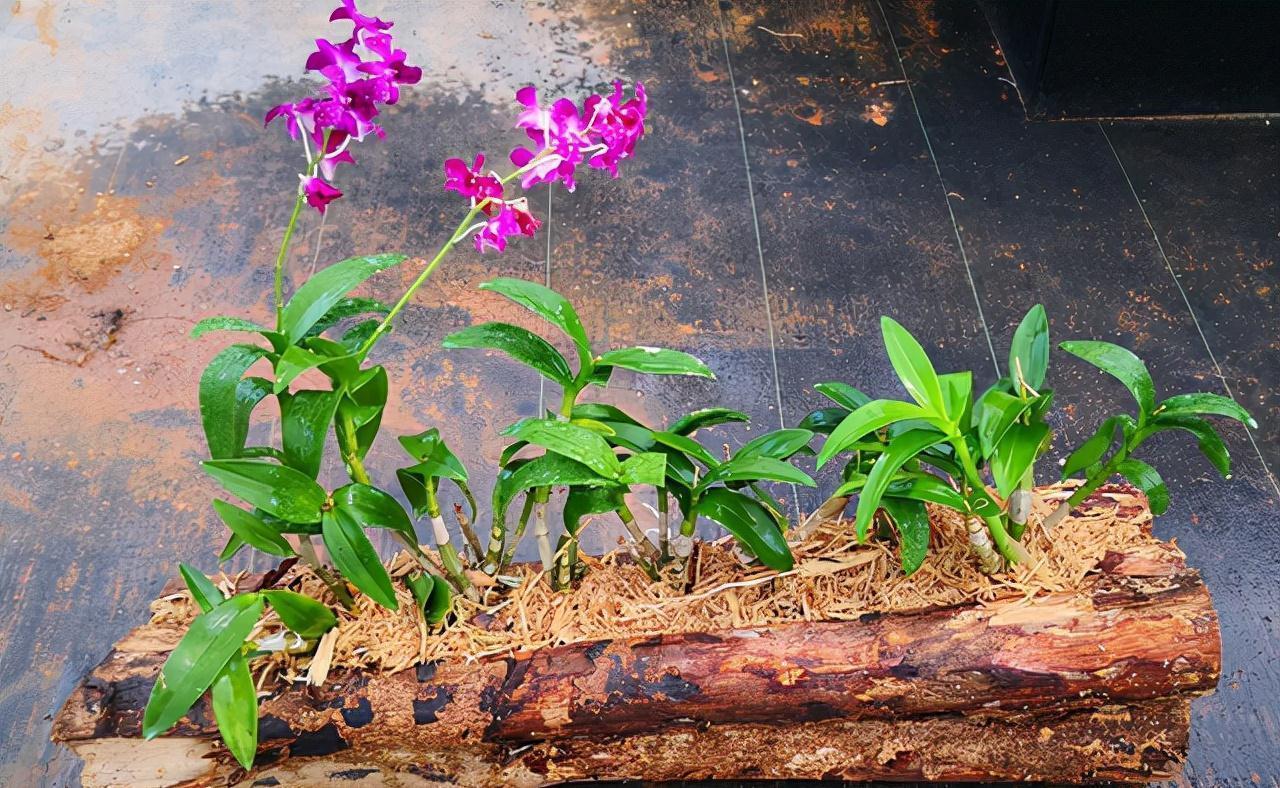 “10种花”好养又漂亮,有点散光就“生长”,花叶俱美,富贵大气