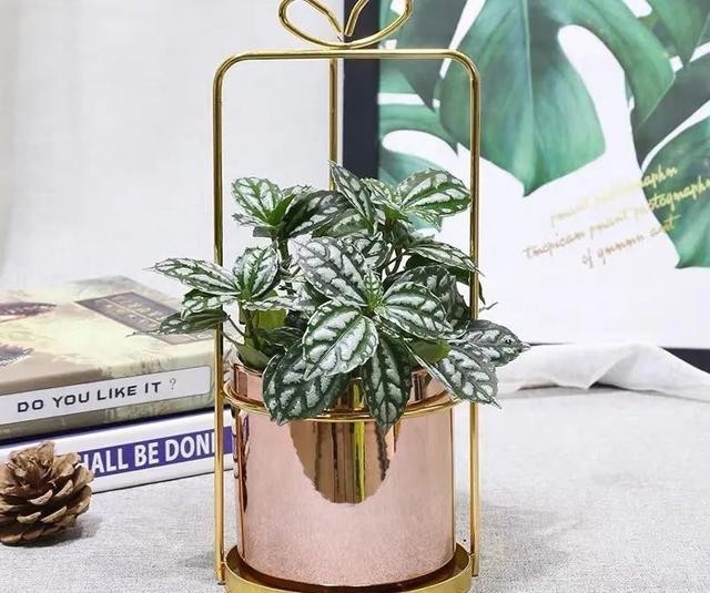 清新|冬天在家养几盆冷水花,清新又文雅,耐阴又好养!