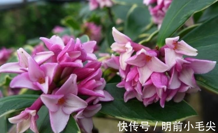 茉莉花|4种“懒人”盆栽花，浇水就疯长，开花漂亮上档次！