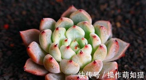 养殖|红爪多肉植物的养殖，红爪怎么养才能成为带刺的莲花