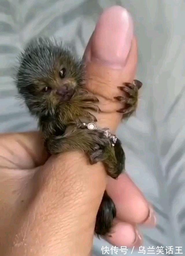 |小白段子社34:这两拨人打架,哪边的胜率更大?