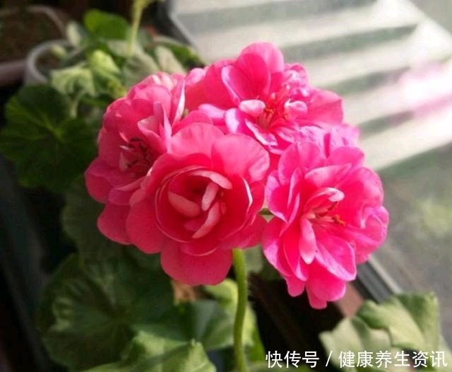 开花漂亮,花期长又勤花,连叶子都带香味,这种花值得养!