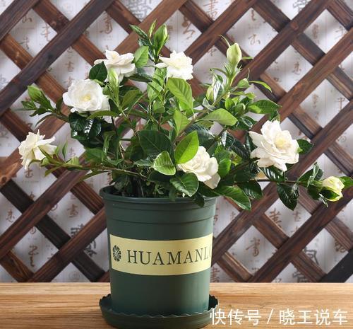 寒冷的冬天,栀子花的养护谨记4点,枝粗叶大,越养越旺盛