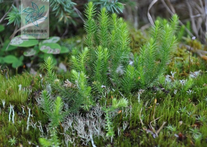  外伤|小接筋草，见过吗？止血，续筋。用于跌打损伤，外用治外伤出血
