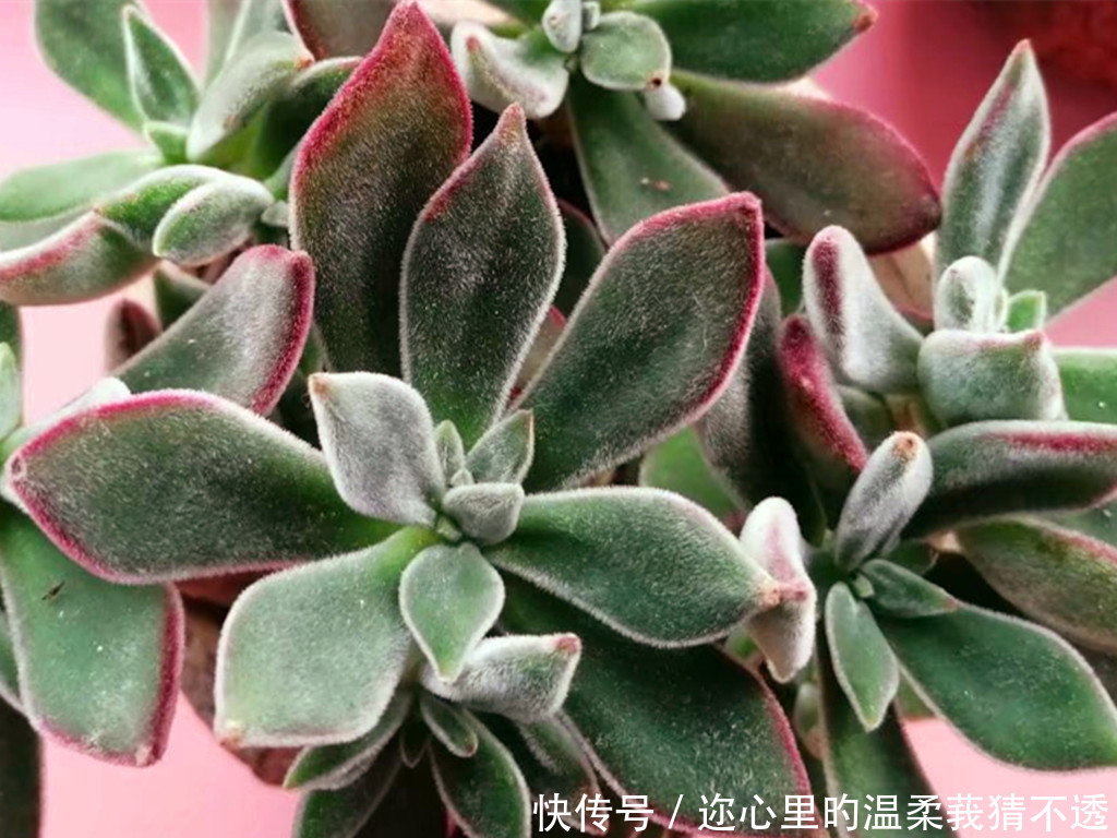 养多肉经常走进的3个误区,大胆走出来,你的多肉会越来越美