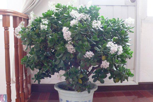 花卉|客厅养花选择6种树,自带财气,叶片油绿,旺财、旺人