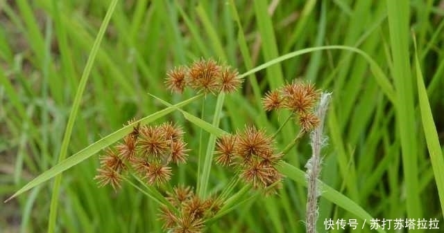 皮肤瘙痒|农村一常见奇葩野草,开花结果全是“刺”,却可用来治女性病