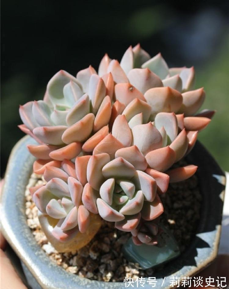 发现邻居阿姨家1种“普货”多肉,那叫一个精致,分享给大家看看