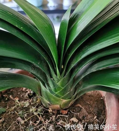 移栽|君子兰长了小苗不要随便碰,否则黄叶烂根