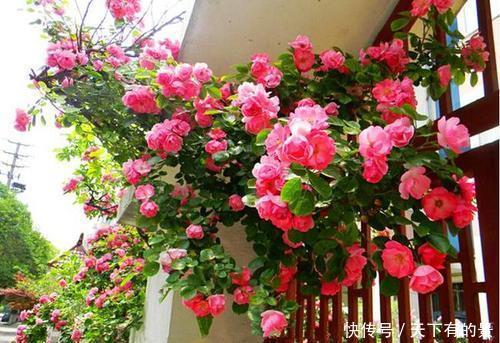 长势|有个院子别光养月季花,种3种漂亮花,好养护长势旺,开出花海