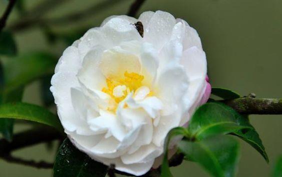 4种花好养又漂亮,花朵漂亮,四季有花赏