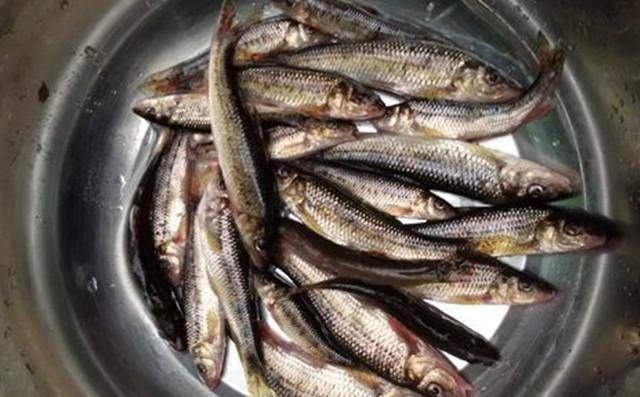 深山山涧，钓上一盆这鱼，味道很鲜美，知道是什么鱼吗？