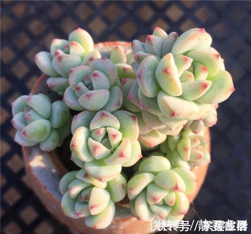托盘|夏天给多肉植物浇水，1个方法，安全度夏，根系长得壮