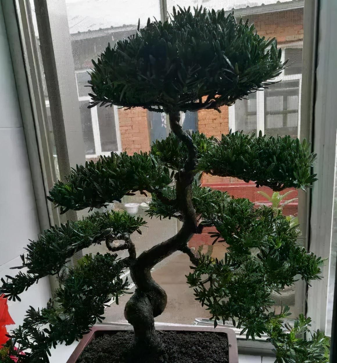 罗汉松买不起,1根枝1粒种就养出来,枝干奇异,长得贼快