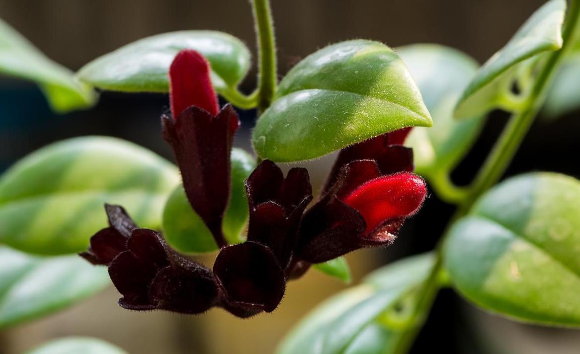 家里的吊兰不长叶子只长枝，记住几点，叶片更油亮