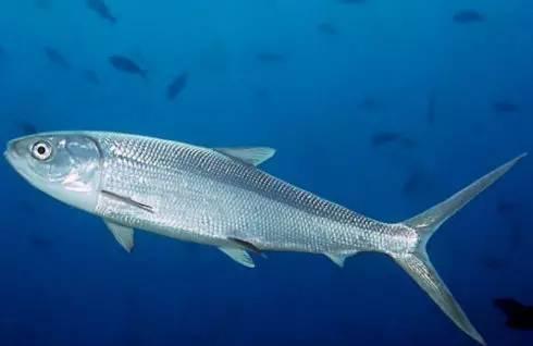 台湾第一鱼虱目鱼 快资讯